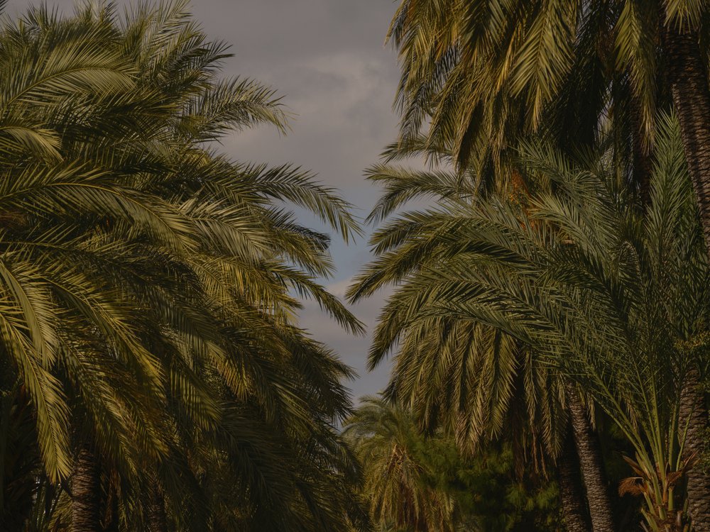 Serene Tropical Palms