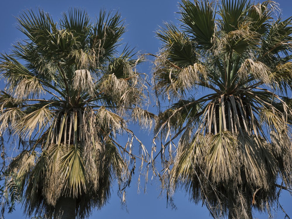 Palms Under Blue Sky