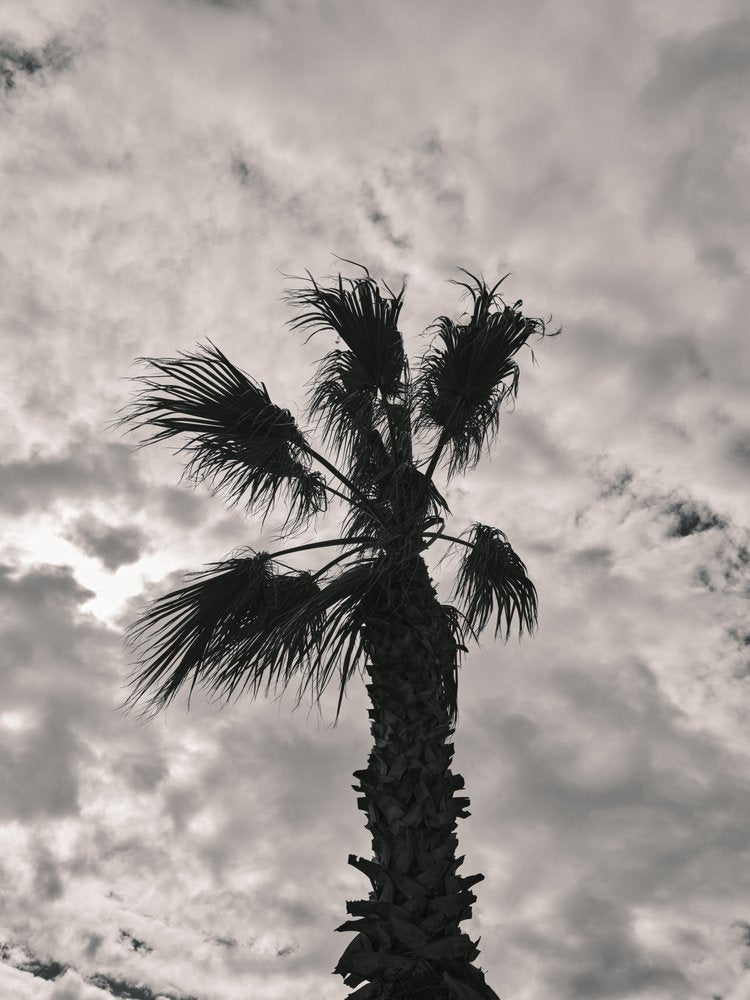 Silhouetted Palm Tree