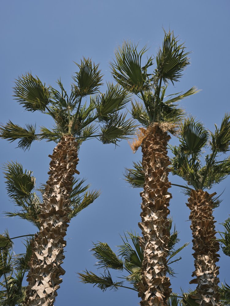 Sunny Tropical Palms