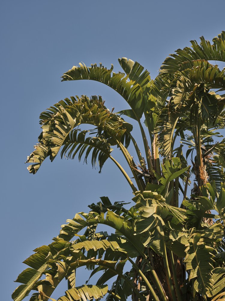 Tropical Leaves Blue Sky