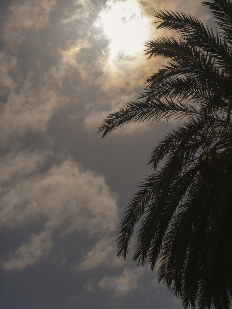 Dramatic Palm Silhouette
