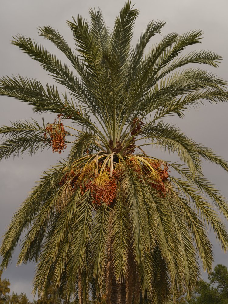 Golden Dates Palm
