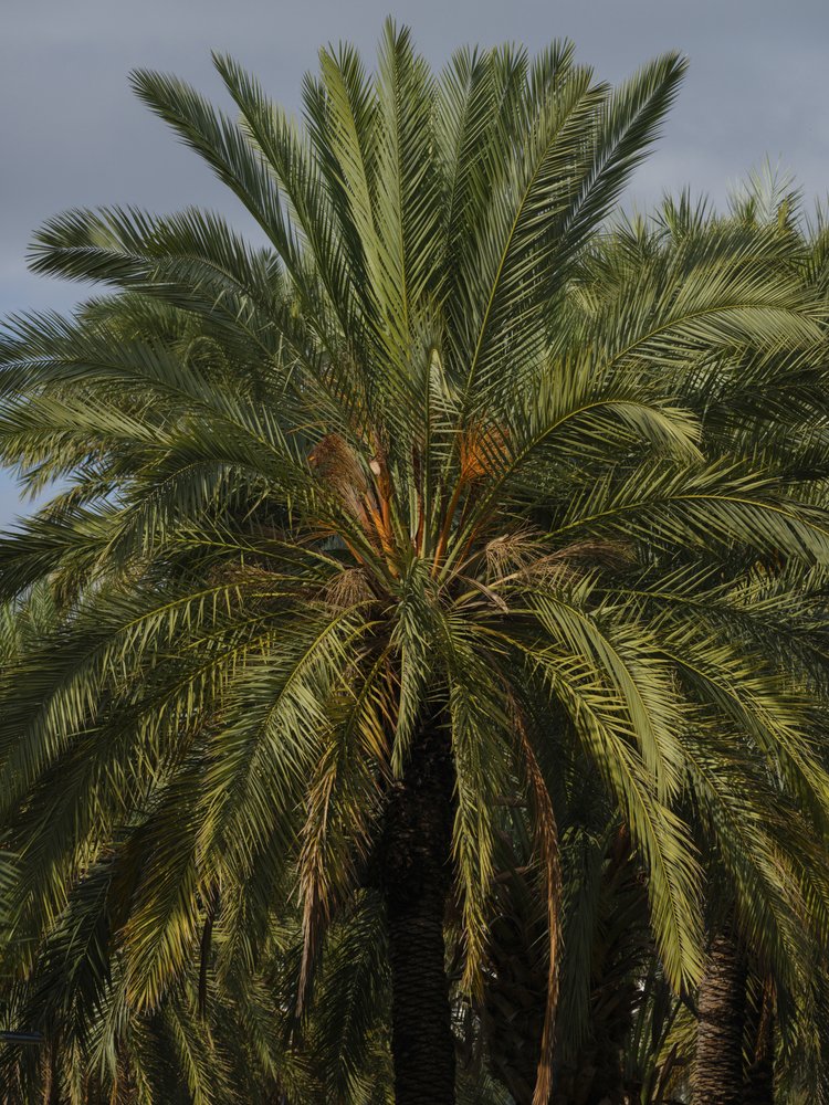 Green Palm Fronds