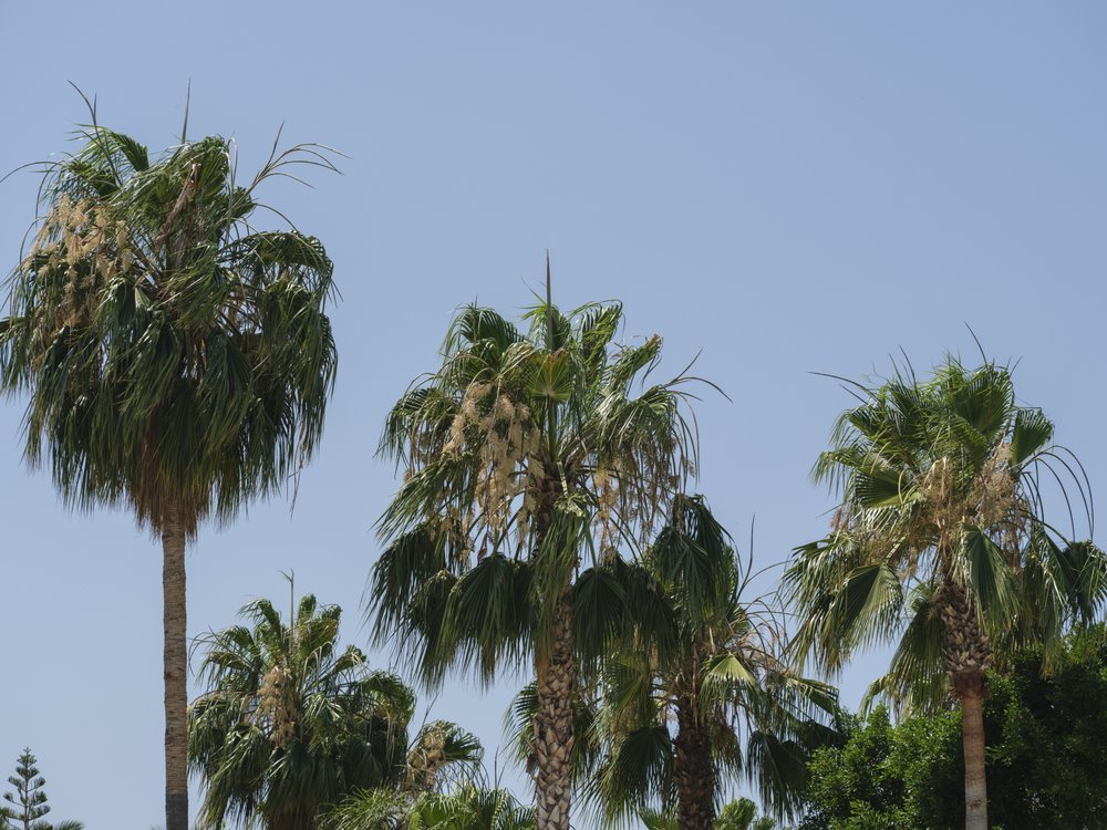 Tropical Palm Trees