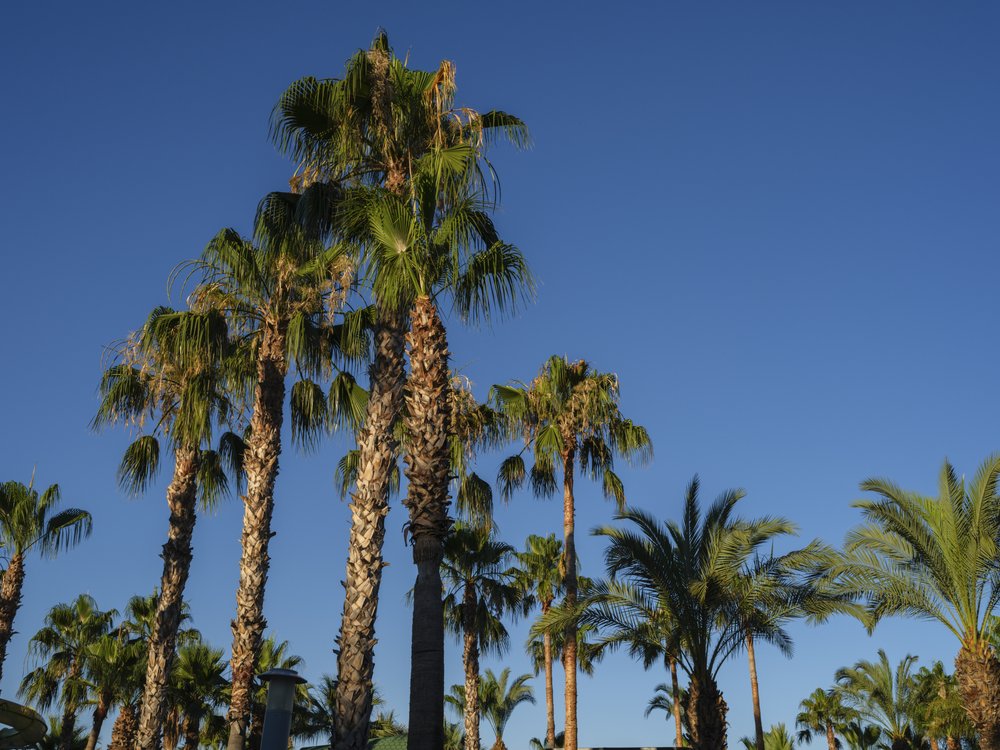 Palms Under Blue Sky