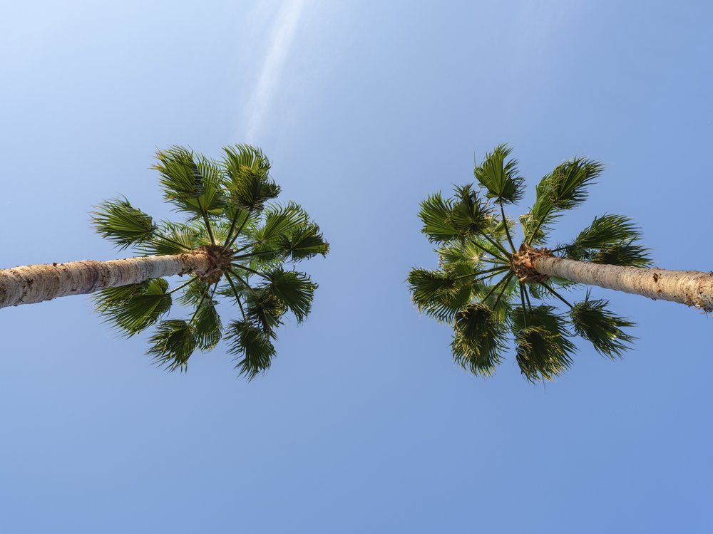 Blue Sky Palm Trees