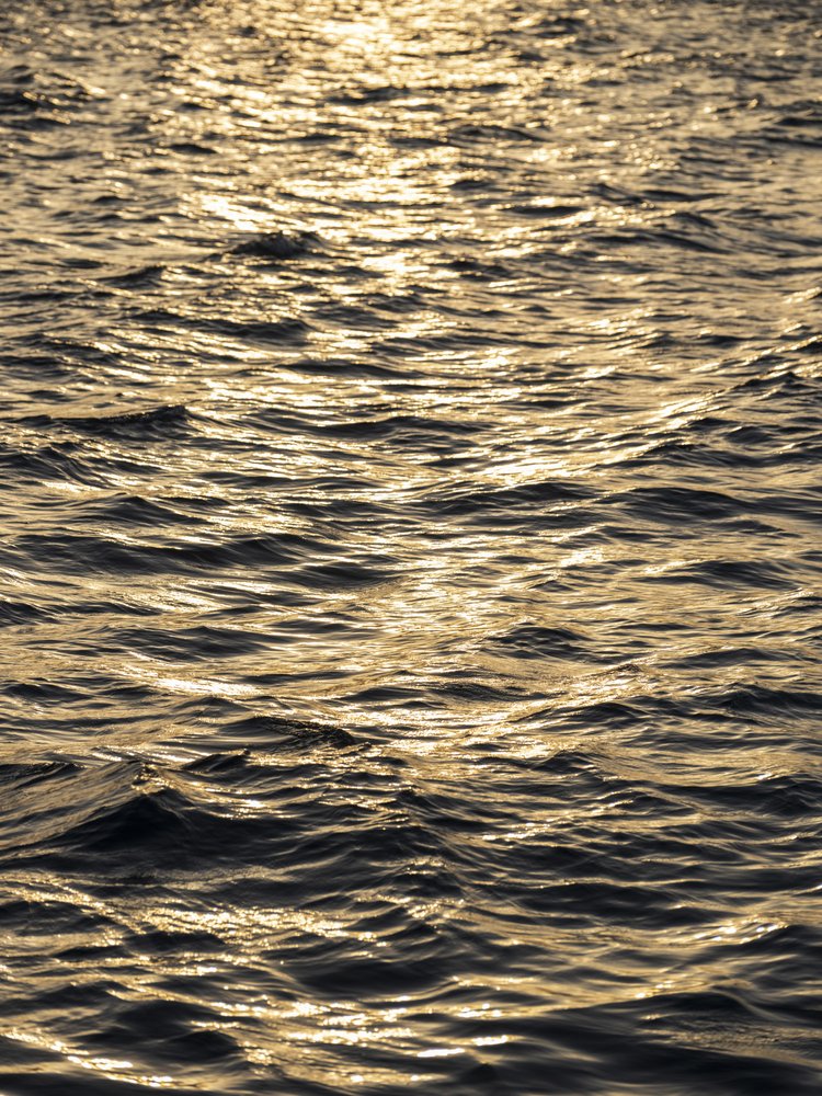 Sunlit Golden Waves