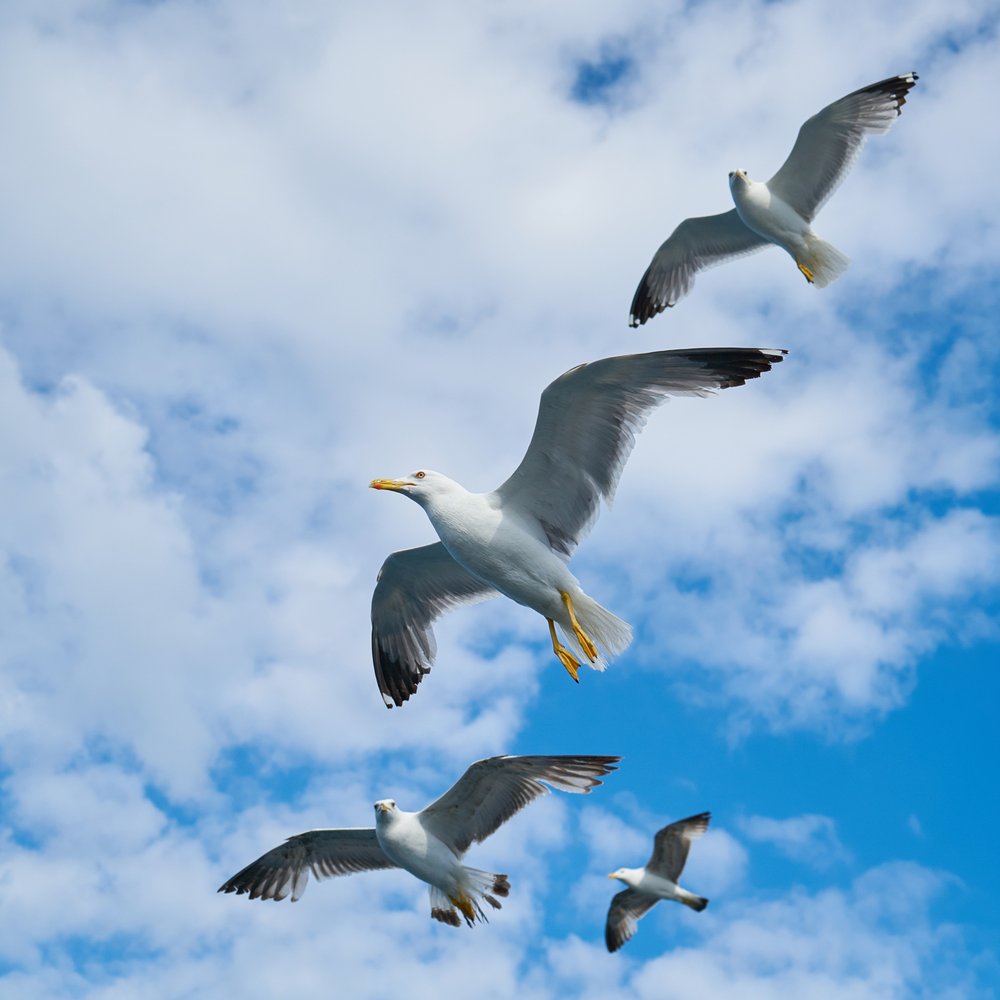 Seagulls Soaring Sky
