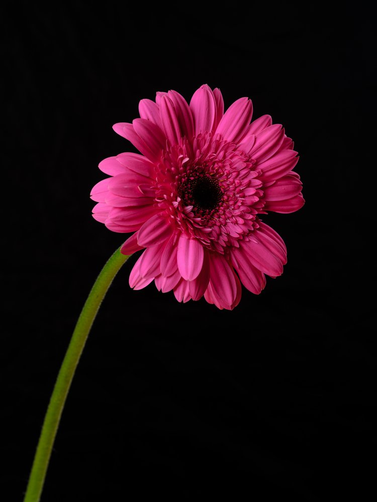 Vibrant Pink Gerbera