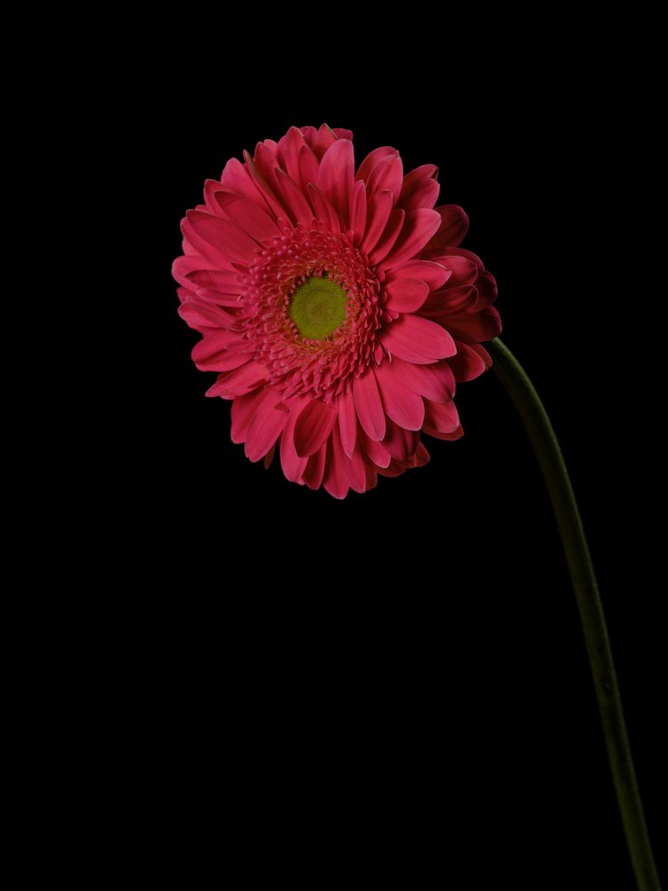 Vibrant Pink Gerbera