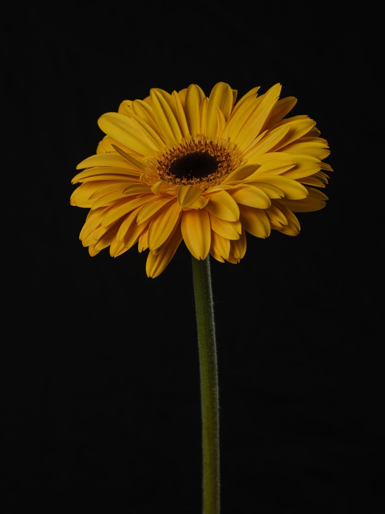 Vibrant Yellow Daisy
