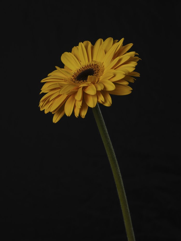Vibrant Yellow Gerbera