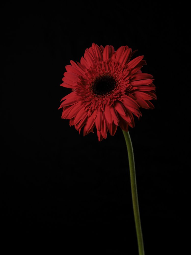 Dramatic Red Gerbera