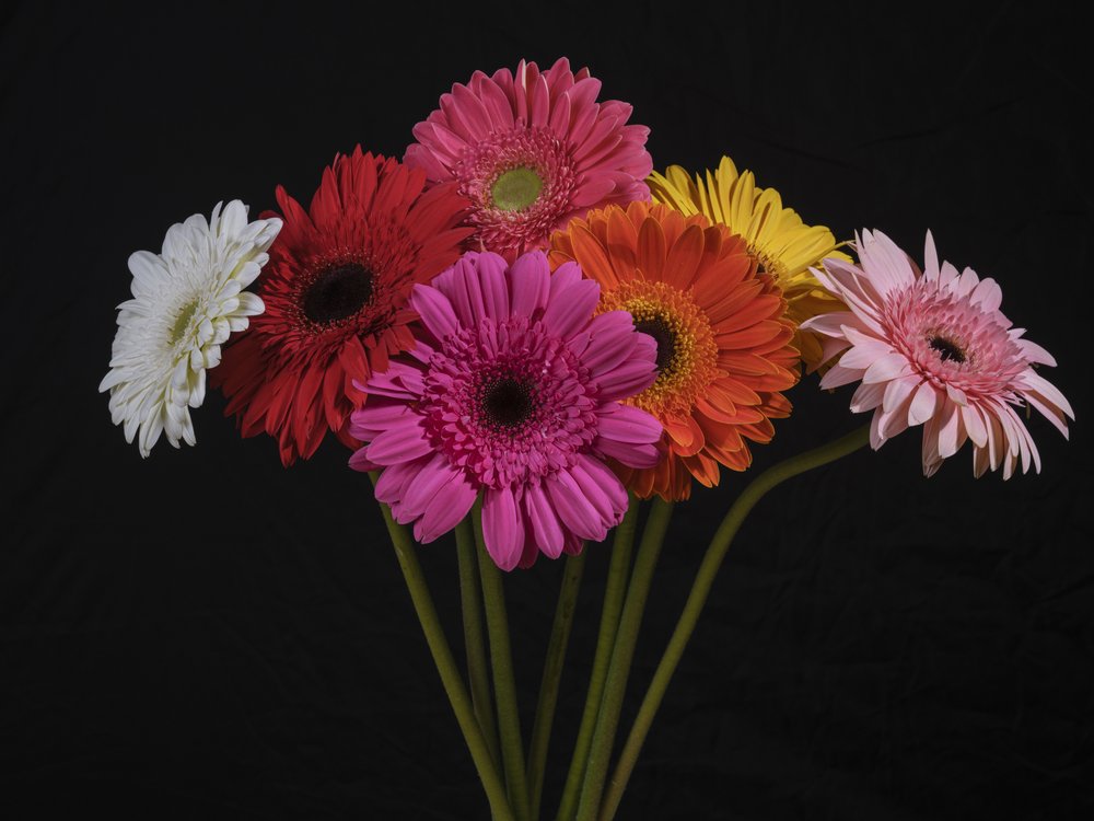 Colorful Gerbera Bouquet