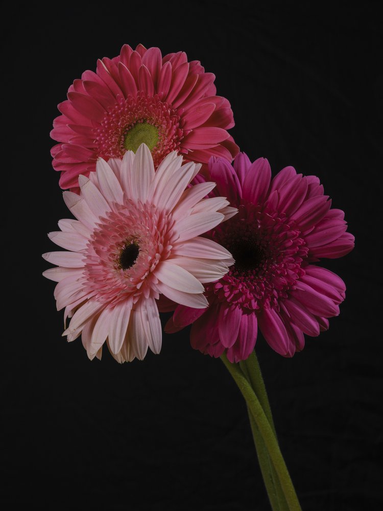 Three Pink Gerbera Blooms