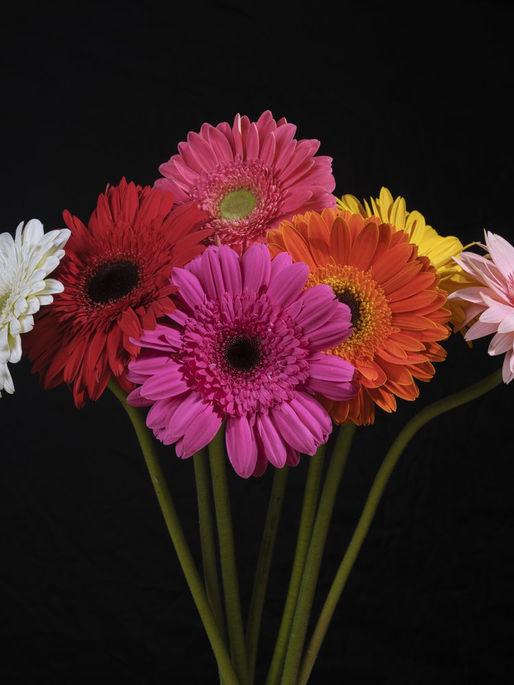 Vibrant Gerbera Blooms