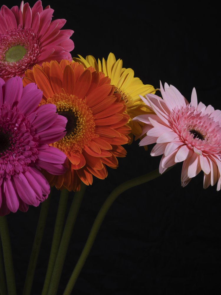 Vibrant Gerbera Blooms