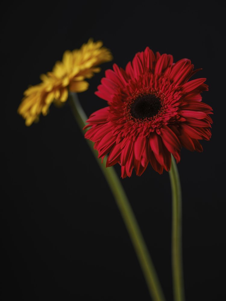 Vibrant Gerbera Blooms