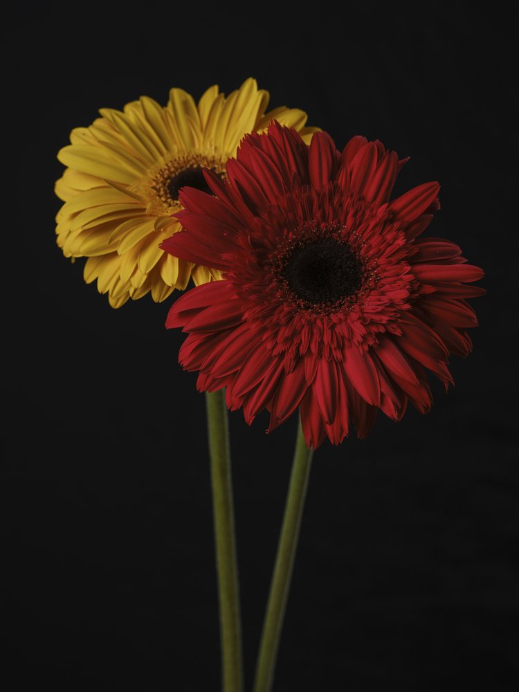 Red and Yellow Gerbera