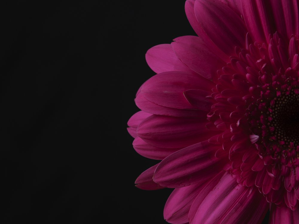 Vibrant Pink Gerbera