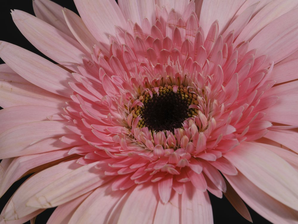 Vibrant Pink Daisy