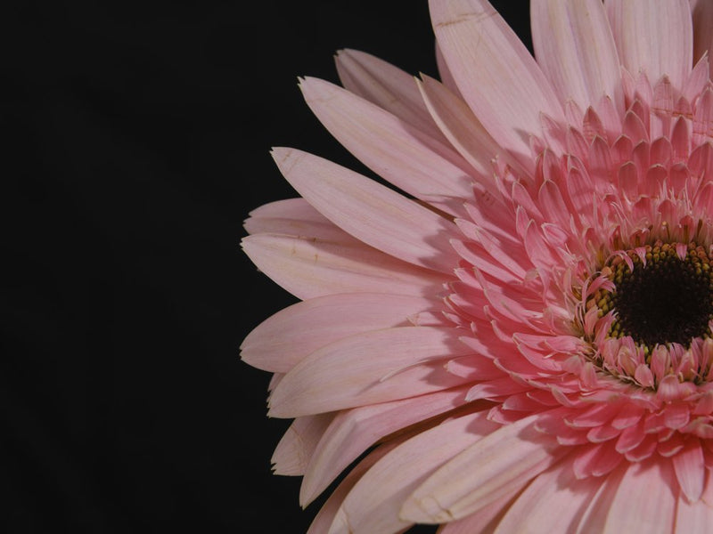Vibrant Pink Daisy