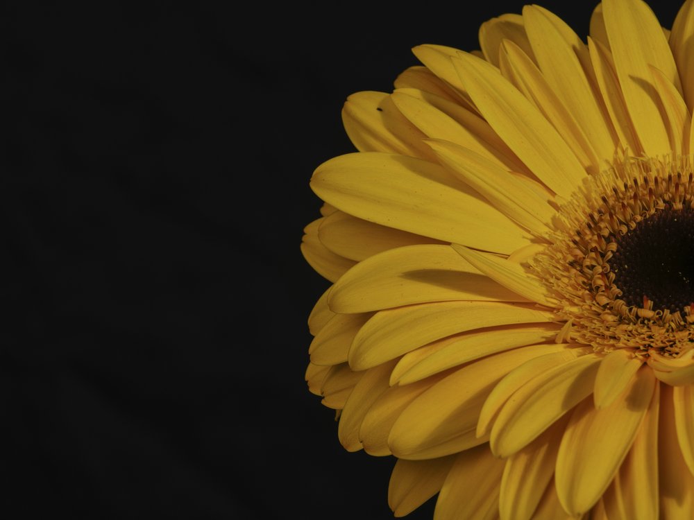 Bright Yellow Gerbera