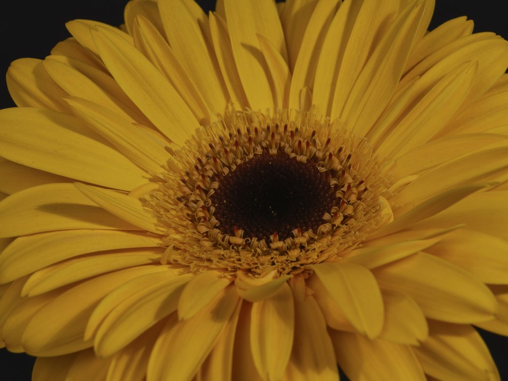 Golden Gerbera Bloom