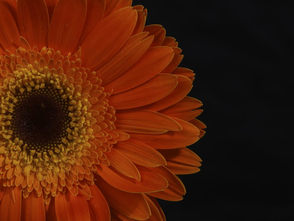 Vibrant Orange Gerbera