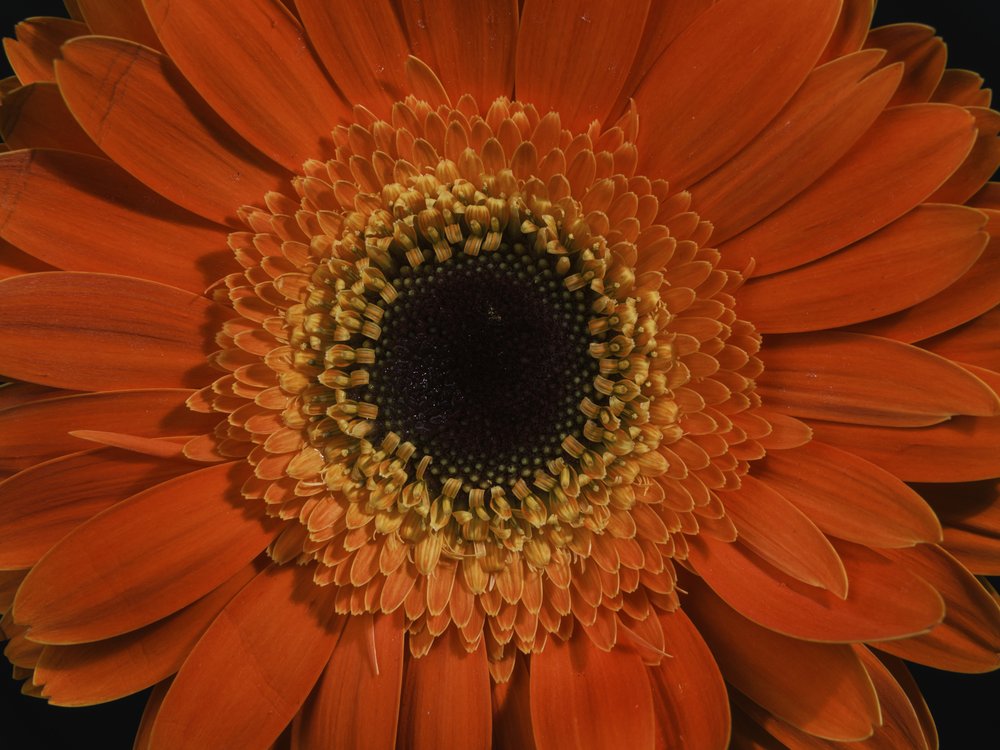 Vibrant Orange Gerbera