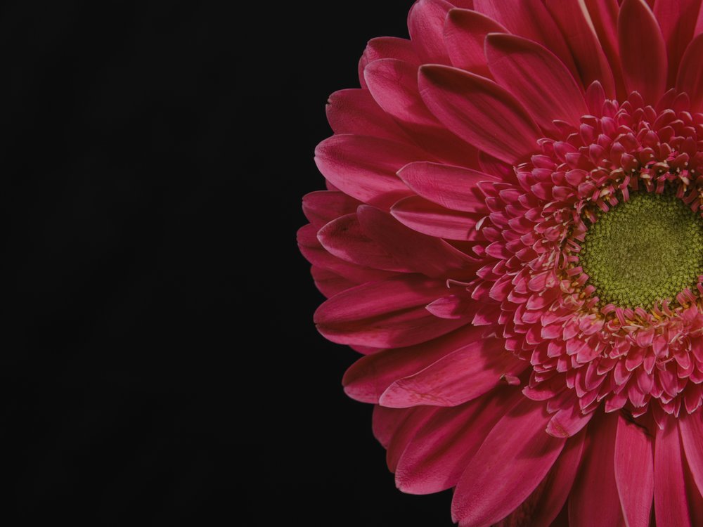 Vibrant Pink Gerbera
