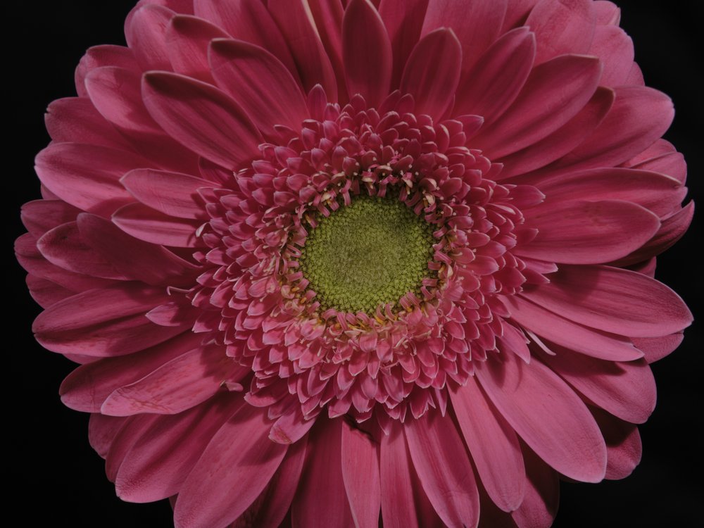 Vibrant Pink Gerbera
