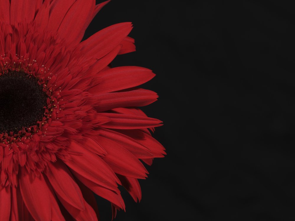 beautiful flower