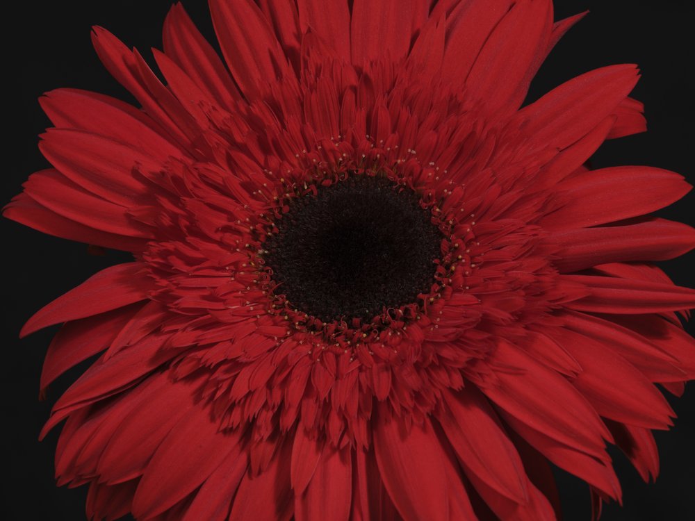 Bold Red Gerbera