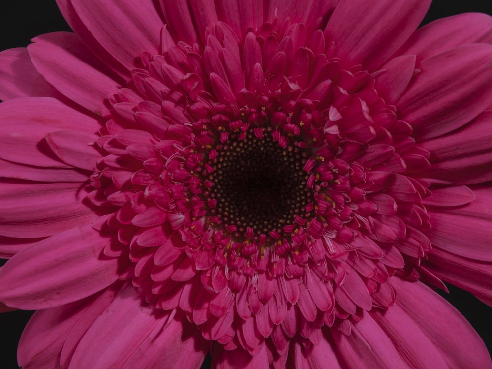Bold Pink Gerbera Bloom