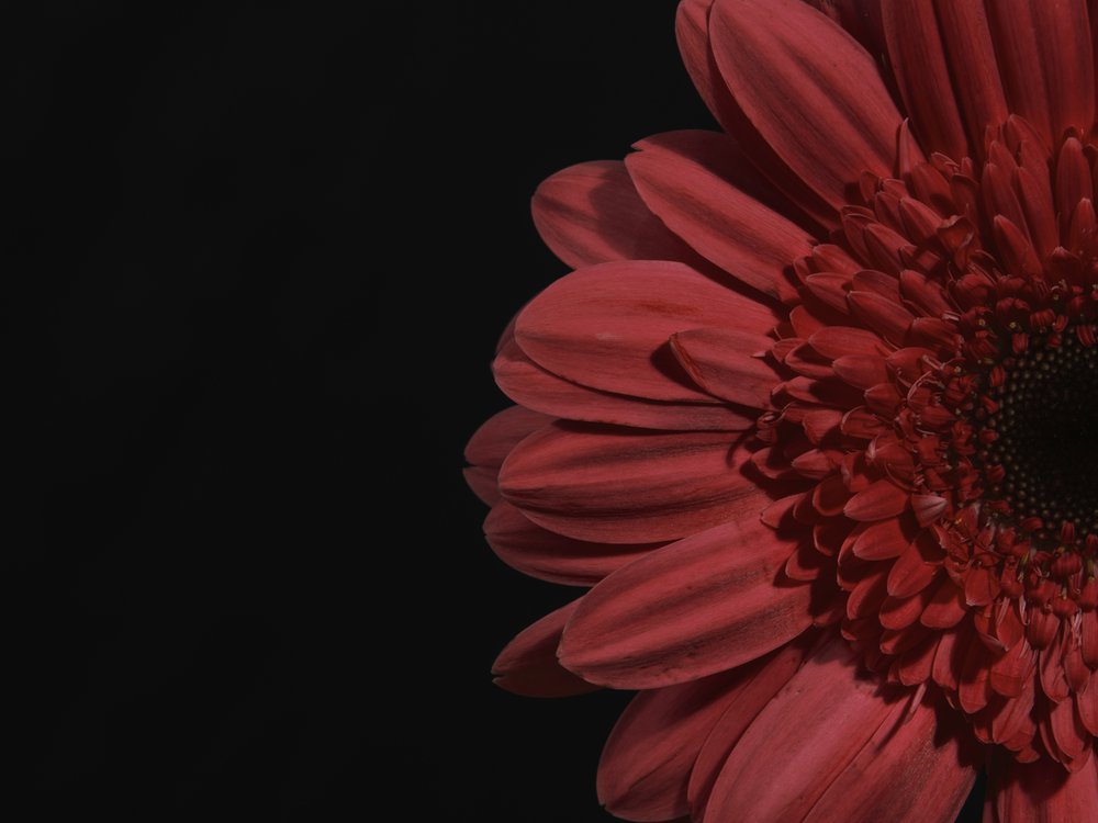 Deep Red Gerbera