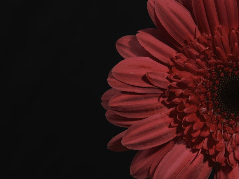 Deep Red Gerbera