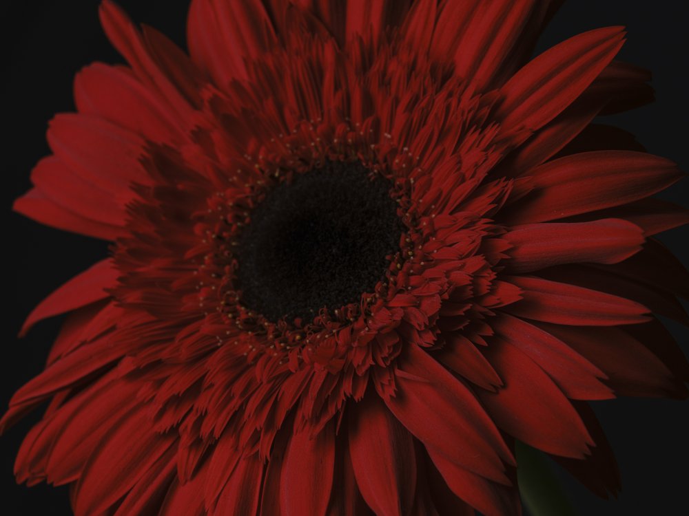 Deep Red Gerbera