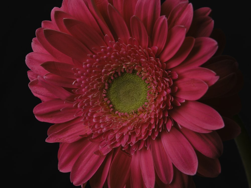 Vibrant Pink Gerbera
