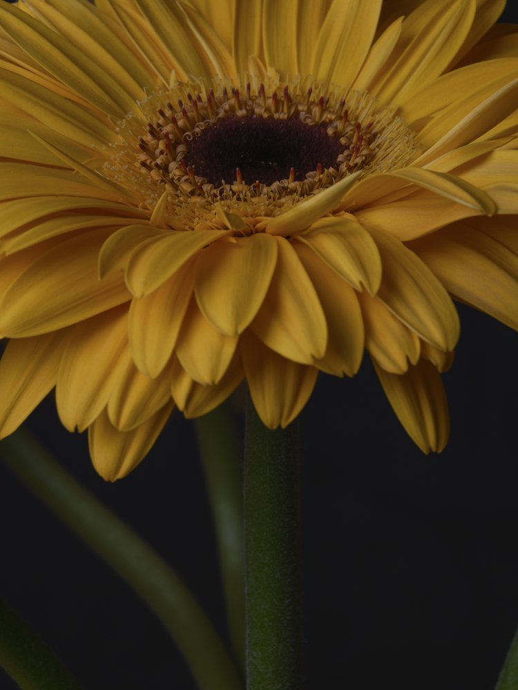 Yellow Gerbera Bloom