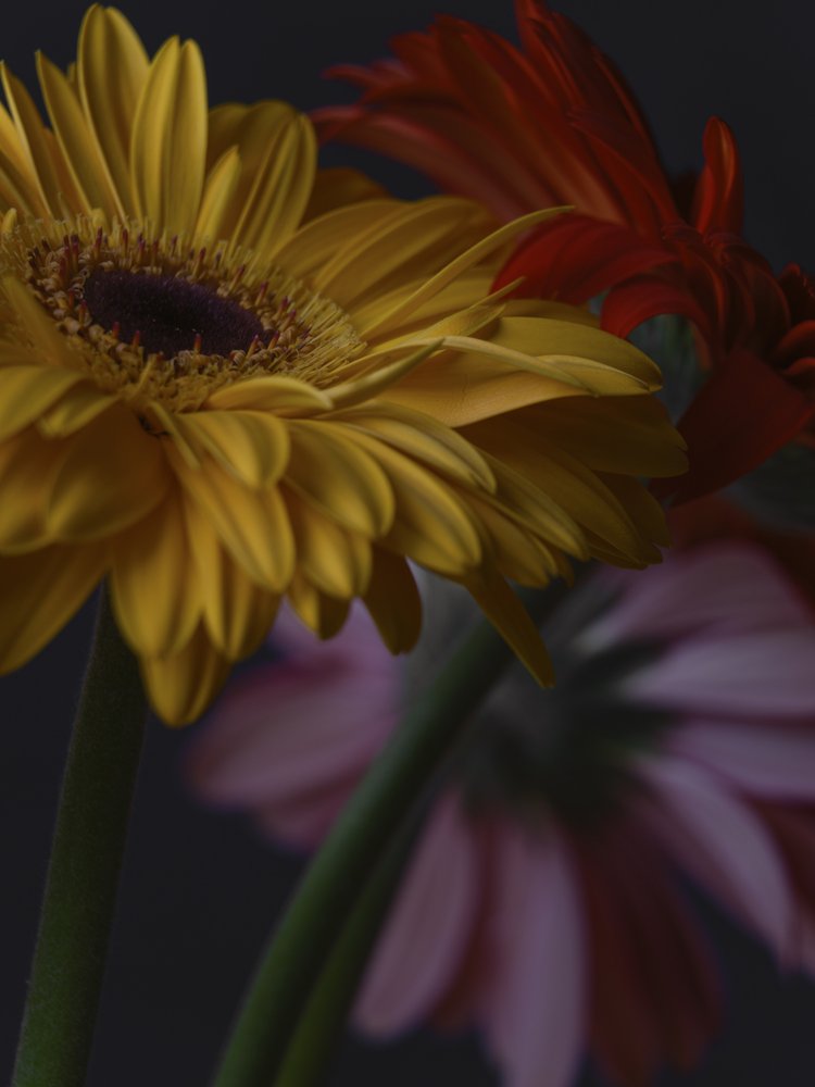 Vibrant Gerbera Daisy