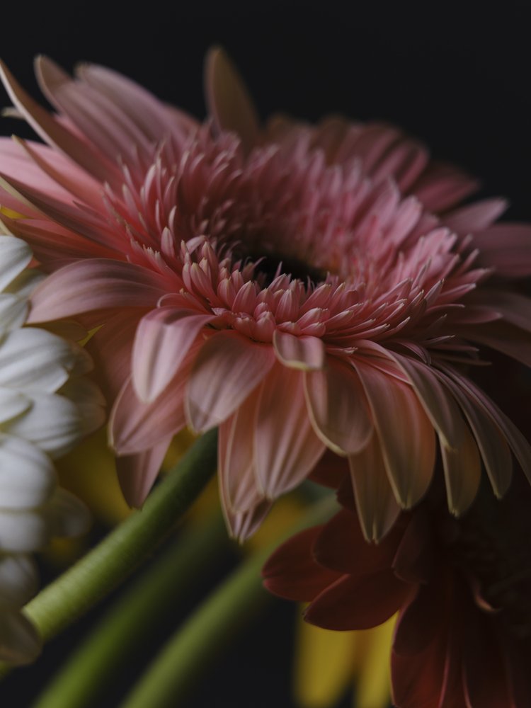 Soft Pink Gerbera