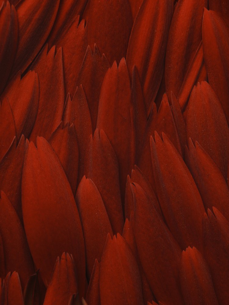 Rich Red Feathers