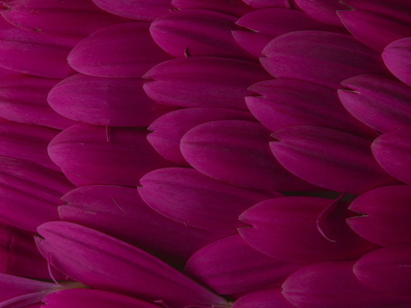 Vibrant Magenta Petals