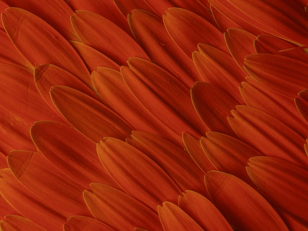 Vibrant Orange Petals
