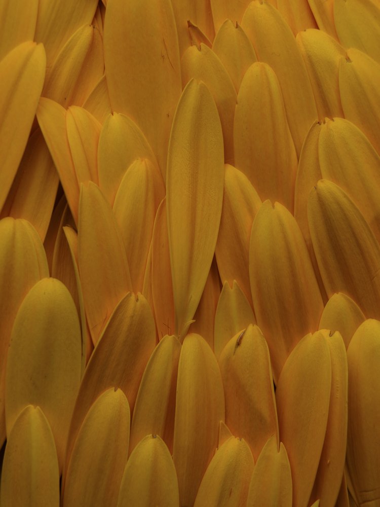 Golden Petal Layers