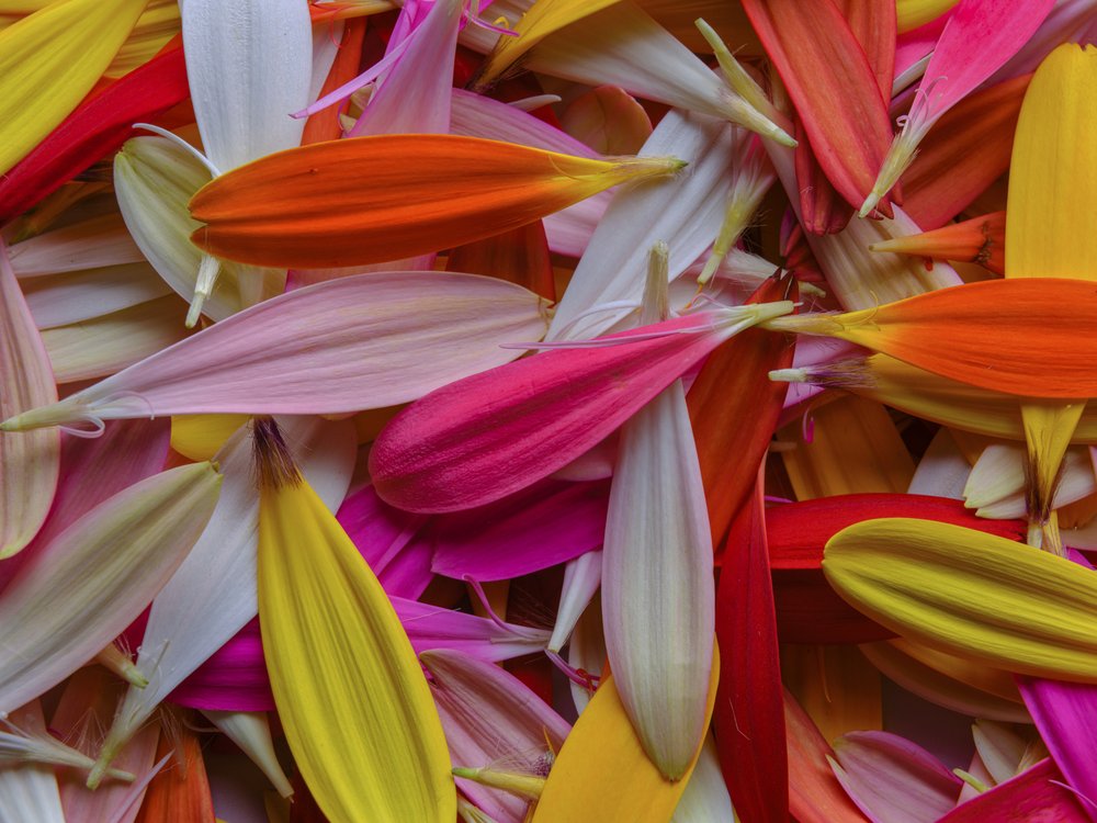 Vibrant Petal Medley
