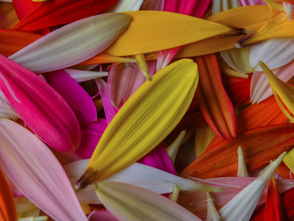 Colorful Petal Medley