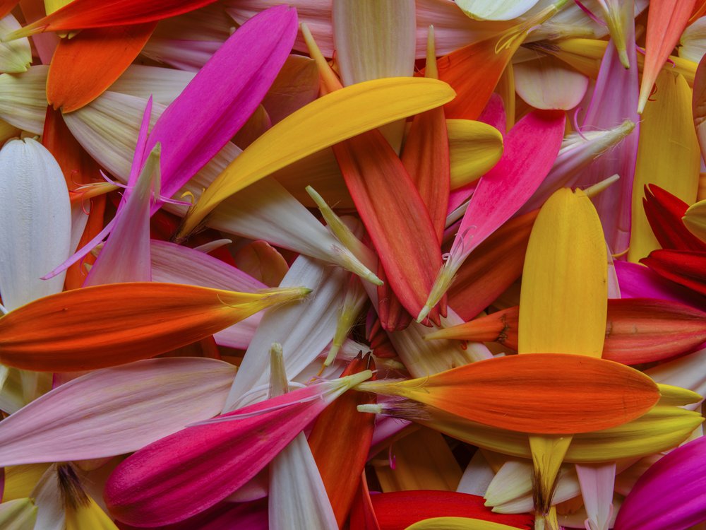 Vibrant Petal Medley